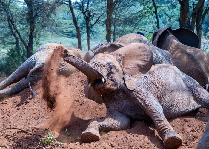 Young African elephants playing in the dirt at Nairobi National Park, showcasing natural behavior.
