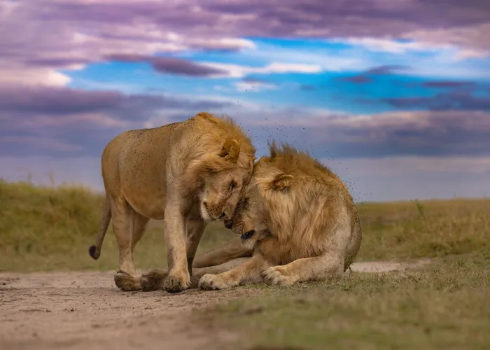 Two male lions displaying social behavior in Kenya's Maasai Mara at twilight.
