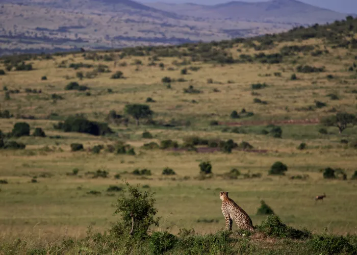 A lone cheetah surveys the vast savannah landscape of Kenya's Masai Mara, showcasing the wild beauty of Africa.