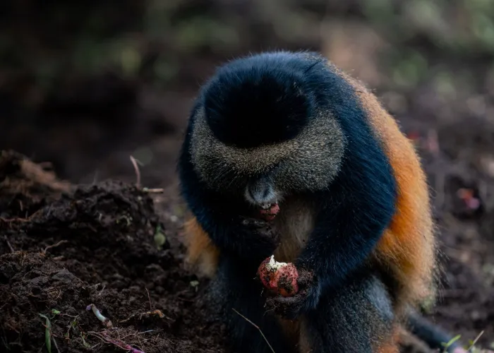 Golden monkey eating in a natural habitat with dirt and foliage surrounding it.