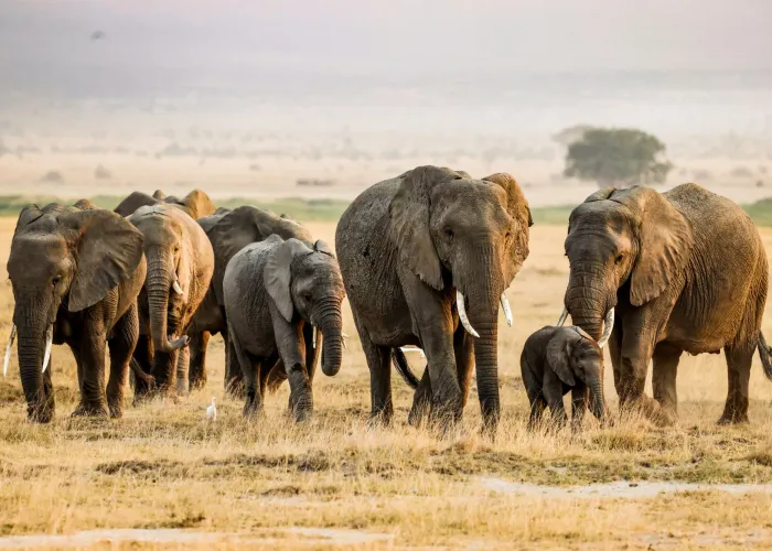 Amboseli Elephant & Kilimanjaro Safari safari