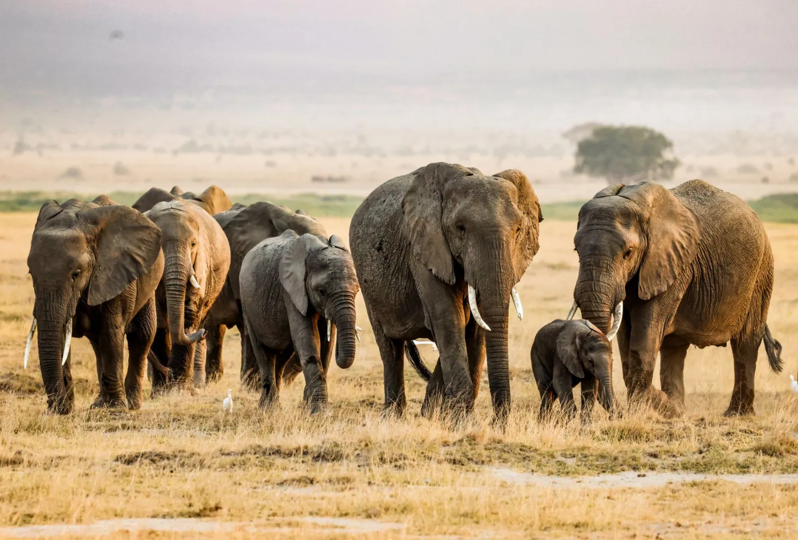 Wildlife Safari