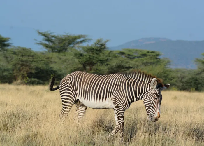A zebra grazing on the grasslands of the African savanna under a clear blue sky.
