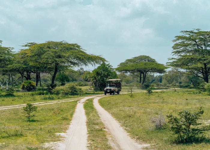 Safari vehicle driving through a lush African landscape with acacia trees on an unpaved road.