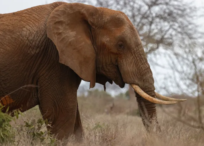 Tsavo Big Five Adventure safari