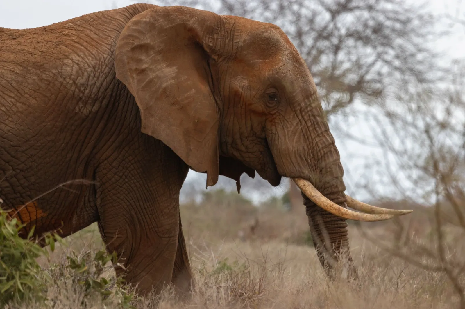 Tsavo Big Five Adventure