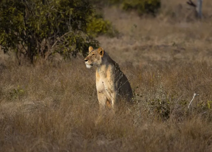 A majestic lioness sitting in the savannah grass of Tsavo, Kenya under natural light.