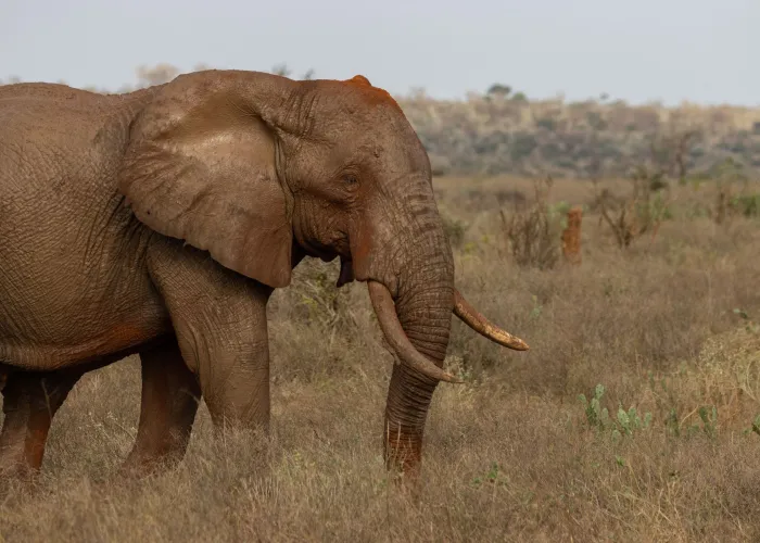 Close-up of an African elephant in Tsavo, showcasing the natural beauty of Kenyan wildlife.