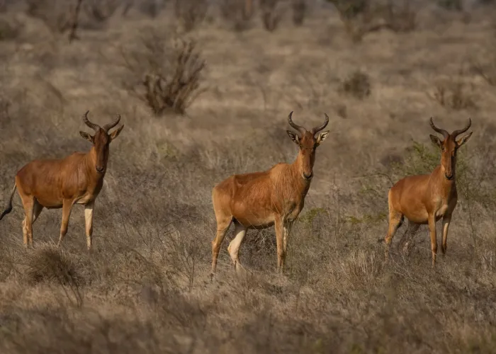 A group of Cokes hartebeest grazing on the savannah in Tsavo, Kenya.