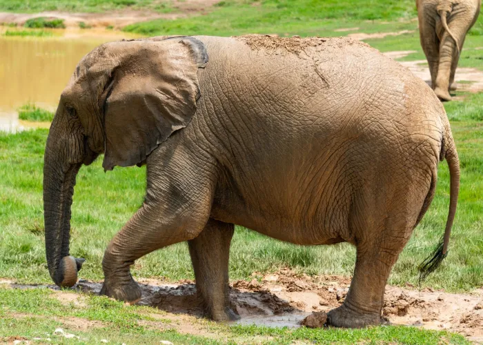 An African elephant covered in mud walking near a waterhole in the wild.