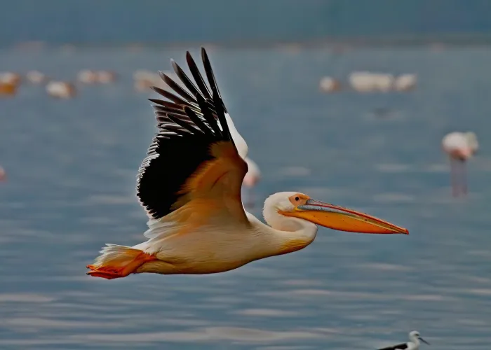 Lake Nakuru Flamingo & Rhino Safari safari