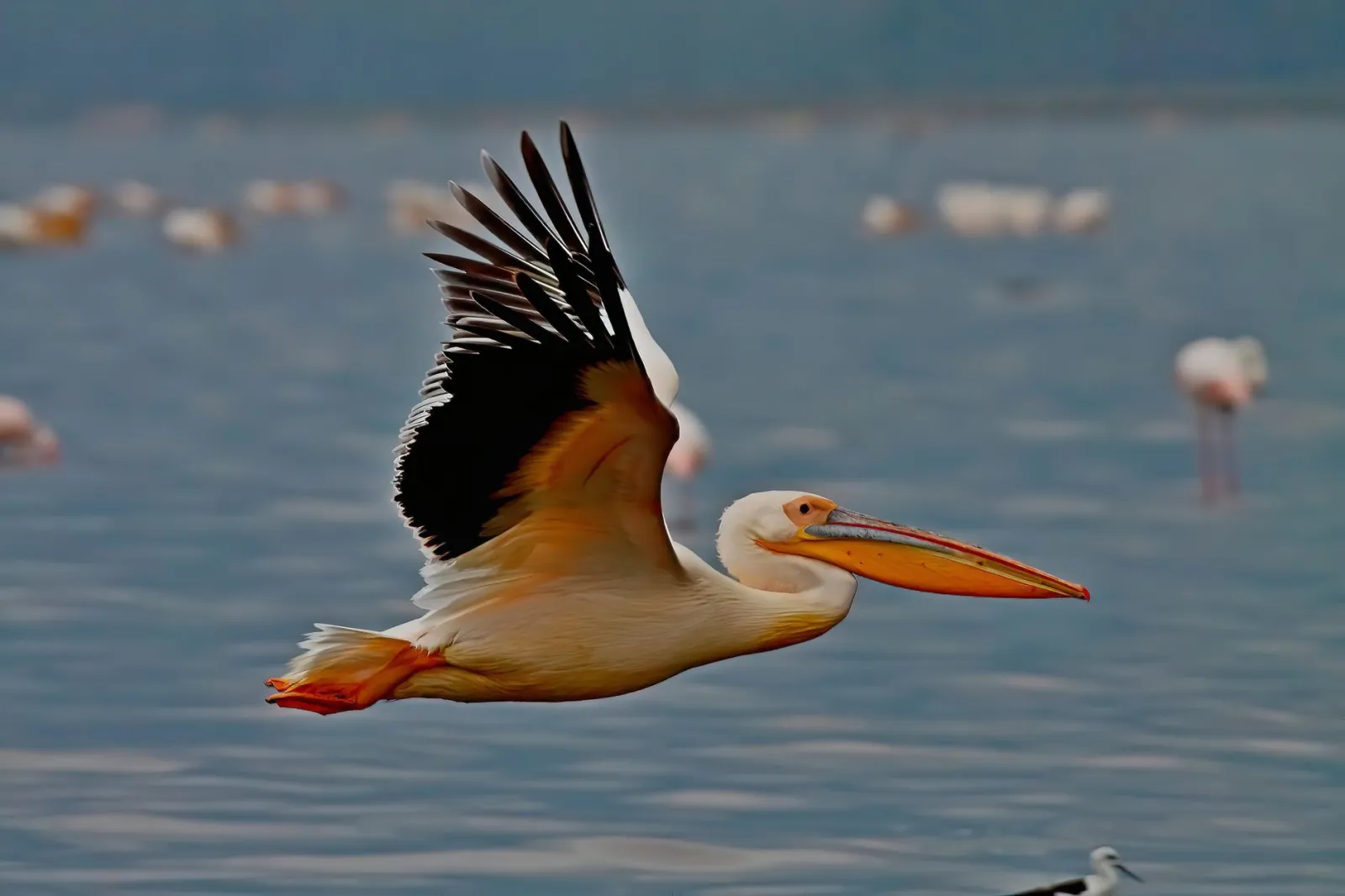 Lake Nakuru Flamingo & Rhino Safari