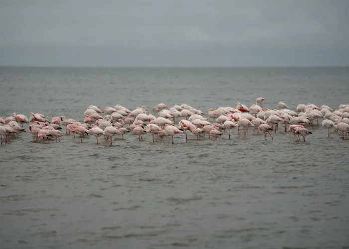 A serene view of pink flamingos gathered by the Namibian seaside under a cloudy sky.