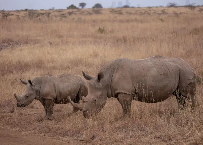 Mother and calf rhino wandering in Kenya's savannah, showcasing wildlife beauty.