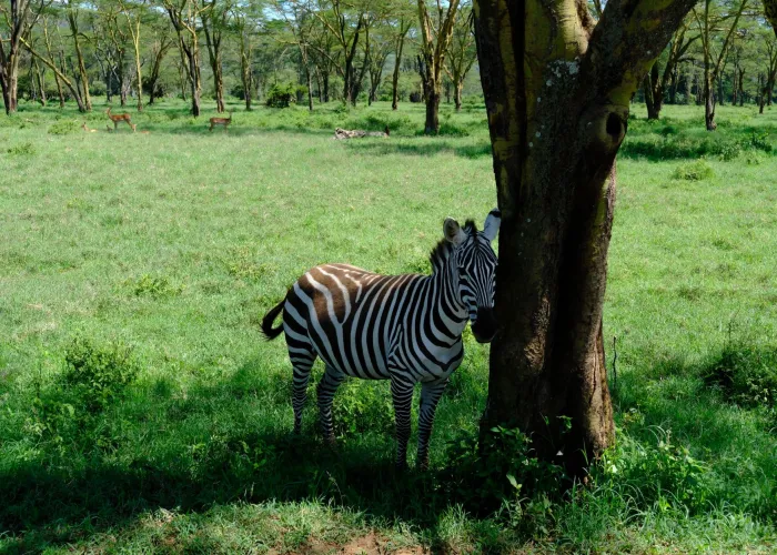 A zebra stands beside a tree in the lush grasslands of Nakuru, Kenya.