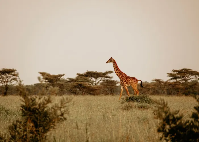 A lone giraffe strides gracefully through the African savannah under a clear sky.