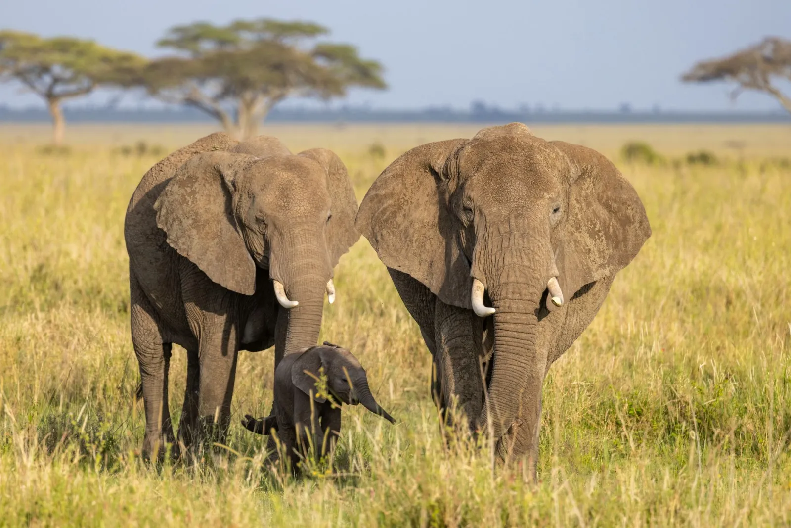 Safari &amp; Beach Gallery