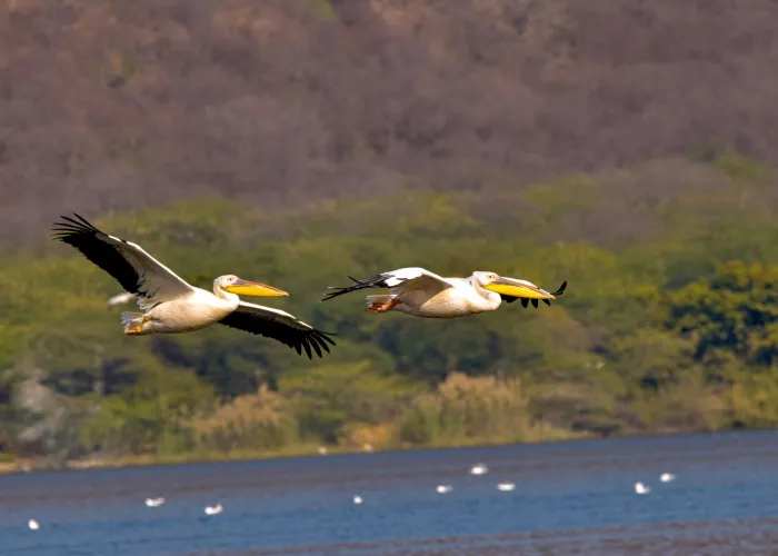 Two great white pelicans glide gracefully over a serene lake, surrounded by lush greenery.