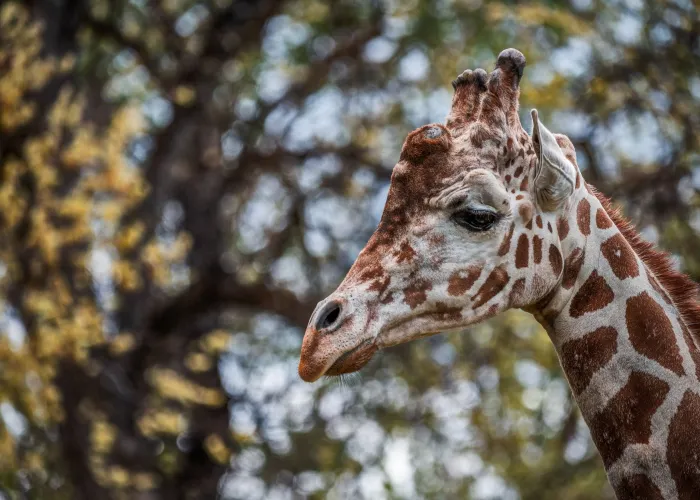 A beautiful close-up of a reticulated giraffe's face amidst a natural setting, showcasing its distinct pattern.