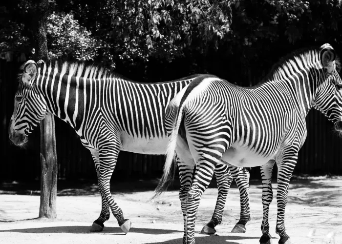 Striking black and white zebra portraits captured in an outdoor setting at Lisbon Zoo.