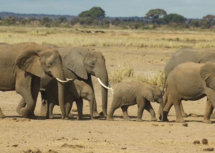Herd of African elephants roaming the savanna in natural surroundings.