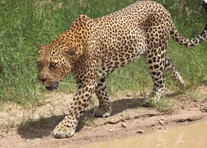 Majestic African leopard prowling in its wild natural habitat, showcasing stunning spots and intense gaze.