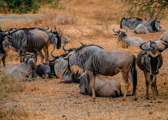 Kenya & Tanzania Wildlife & Beach Combo safari
