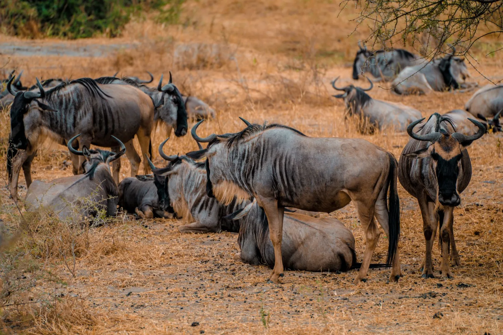 Kenya & Tanzania Wildlife & Beach Combo