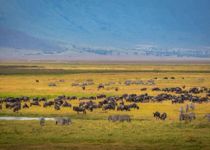 Vibrant scene of zebras and wildebeests in Tanzania's Ngorongoro Crater during migration