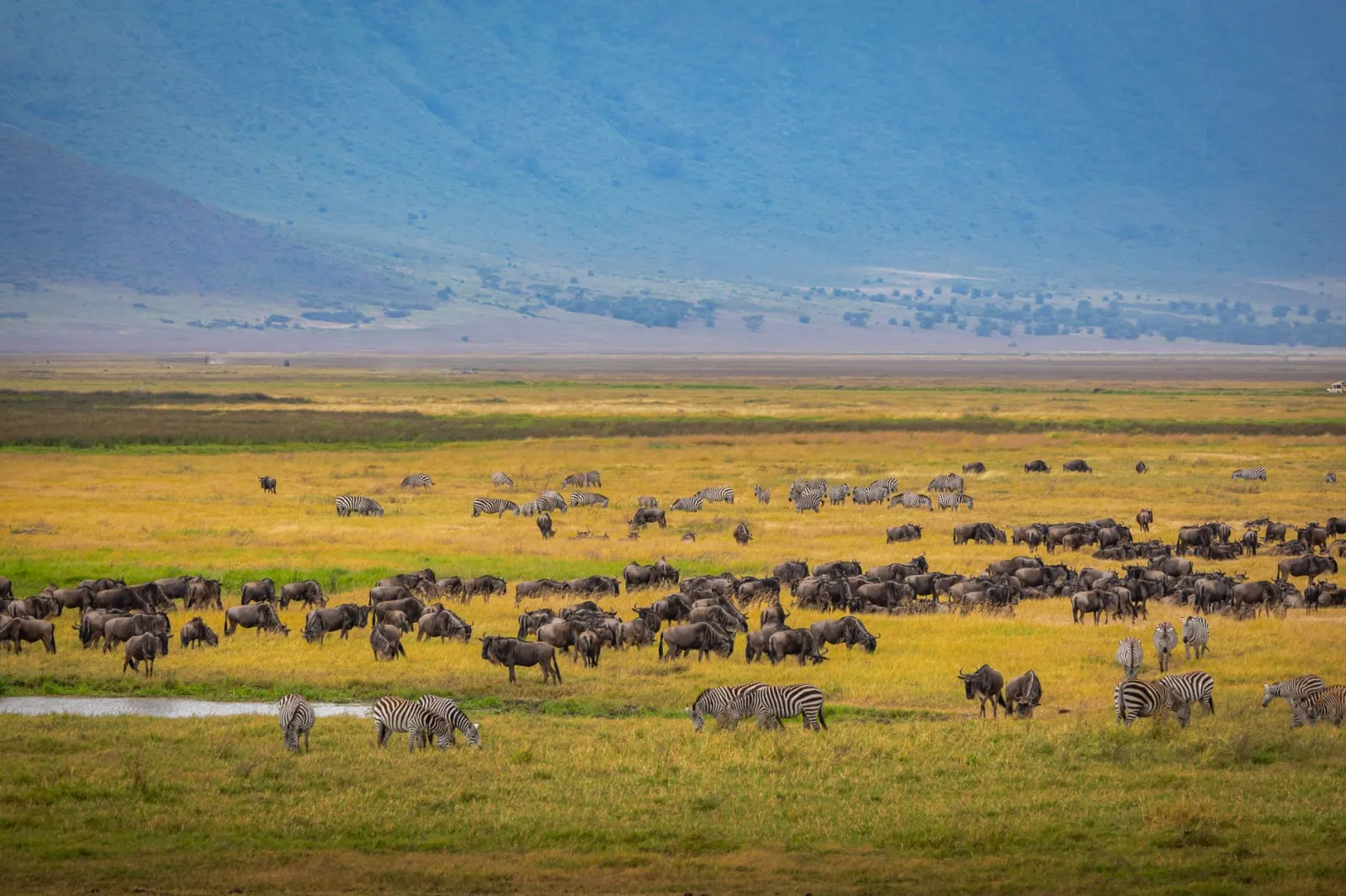 Safari &amp; Beach Gallery