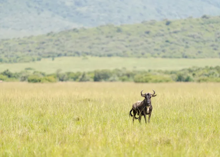 A lone wildebeest stands in the expansive green savannah of Narok, Kenya.