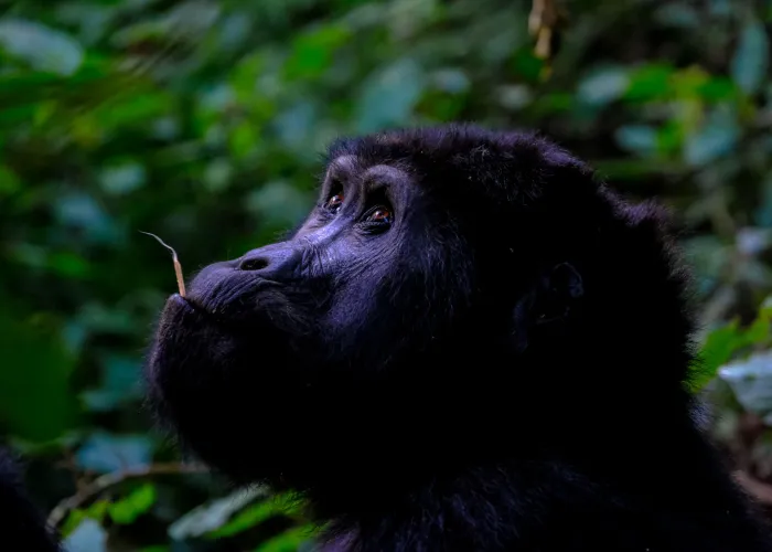 Uganda Gorilla Trekking & Wildlife safari