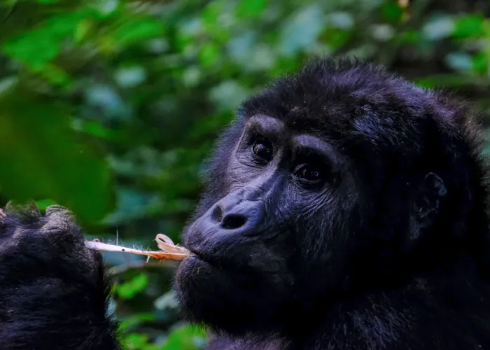 A captivating close-up photo of a gorilla eating in its natural rainforest habitat.