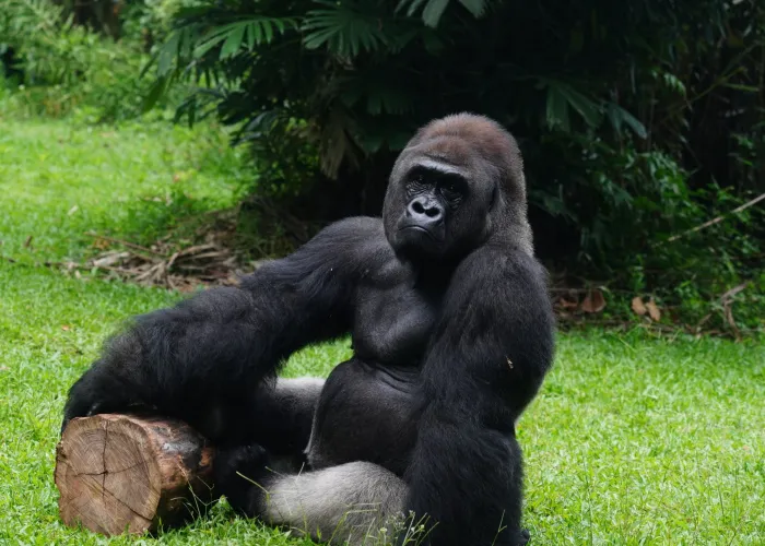 Close-up of a gorilla sitting on a log in a lush green outdoor setting, showcasing the animal's strength and tranquility.
