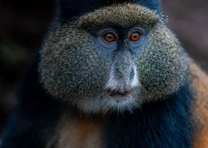 Close-up photograph of a golden monkey with expressive eyes and colorful fur.