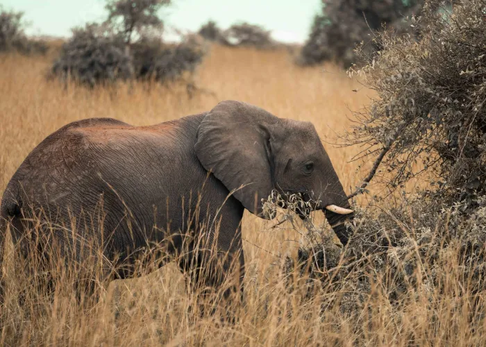 Majestic African elephant grazing in Uganda's wilderness.