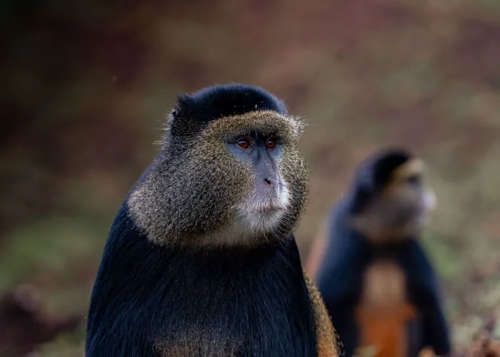 Close-up of rare golden monkeys in their natural habitat, showcasing their unique features.