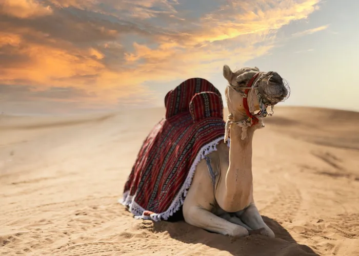 A camel adorned with traditional blankets rests on the sands of the Dubai desert under a vibrant sunset sky.