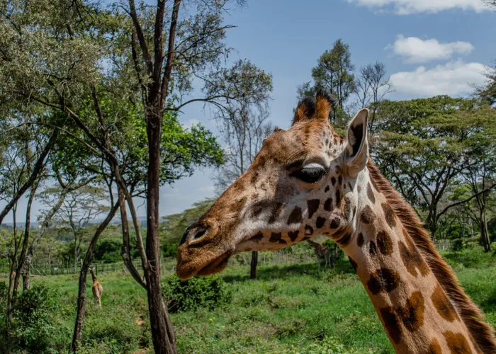 A majestic giraffe captured in a vibrant wildlife sanctuary on a sunny day.