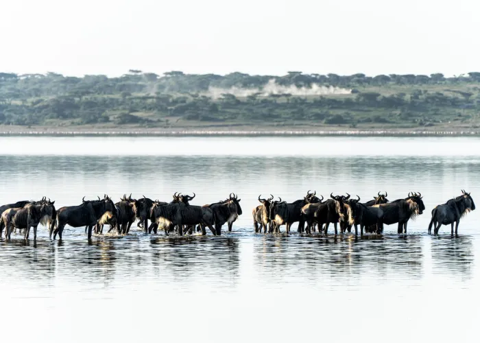 A herd of wildebeests crossing a body of water in the Mara Region, Tanzania.
